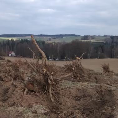 Revitalizace třešňovky