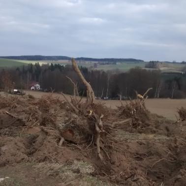 Revitalizace třešňovky