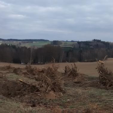 Revitalizace třešňovky